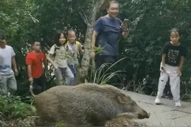 深圳梧桐山野猪成网红，和游客亲密接触变“萌宠”？专家：尽量避开图片
