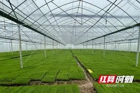 南县三仙湖镇：集中育秧抢农时 育出丰收“好苗头”图片