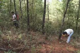 美好生活在云南｜楚雄双柏：野生菌香产业旺图片