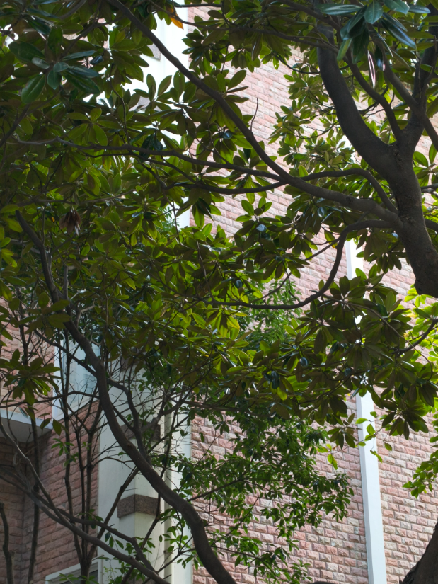 全市首个！静安这个商圈旁，竟藏着居民区里的“专业古树园”