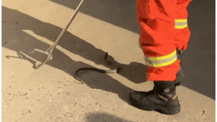 妈呀！浙江一村民家门口，惊现眼镜蛇！大妈吓出表情包