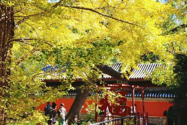 金色瀑布！北京这些千年古银杏正在最佳观赏期！