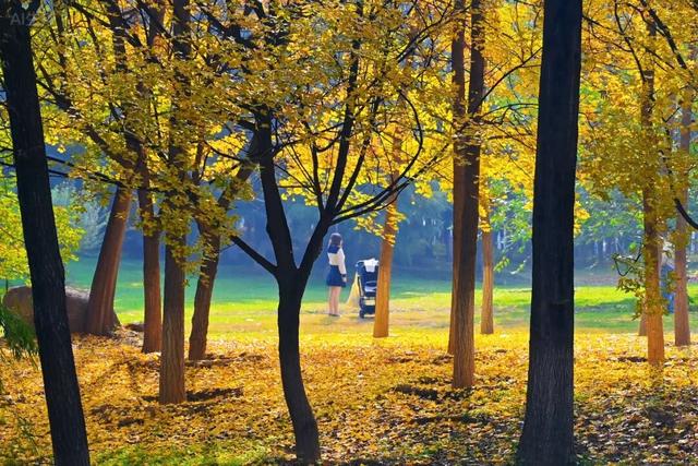 美绝！西安初冬的含金量还在上升！