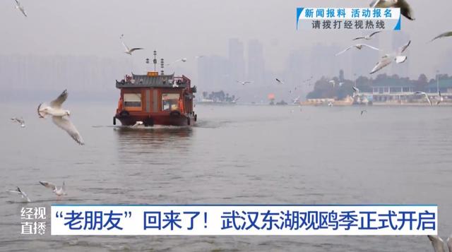 来自西伯利亚的“老朋友”回来了！武汉东湖观鸥季正式开启！