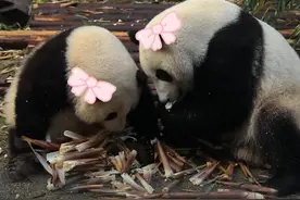 大熊猫和叶是女孩，  “和叶”“和花”成姐妹花了！图片