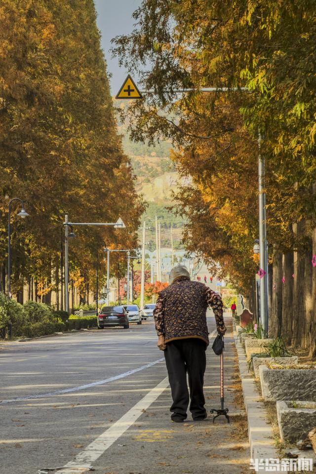 冬游青岛｜这座小村庄里“藏”着一条水杉大道，1978年栽种如今千株傲立！