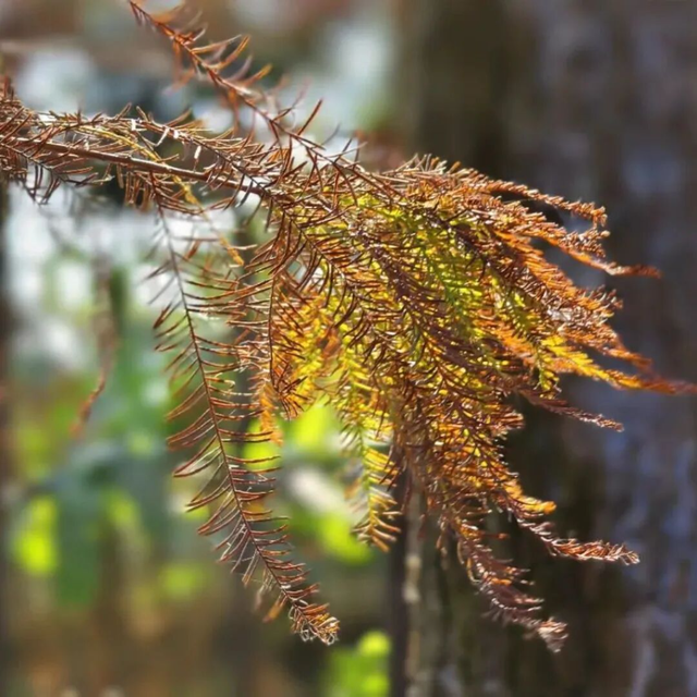 一眼心动的绝美“小森林”，在伦教找到了！