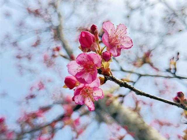 寒冬樱色 一眼心动 快来华容杏福园邂逅2026第一缕春信