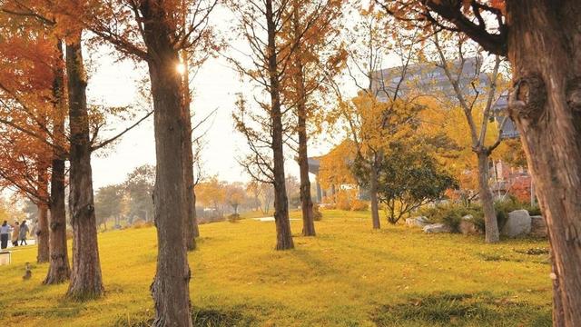 美在邯郸 | 清浅冬韵入园林