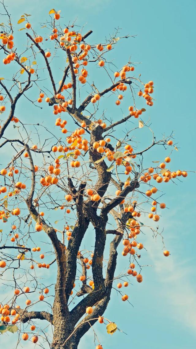 “好柿发生”～婺女洲的“柿”情画意你体验过吗？