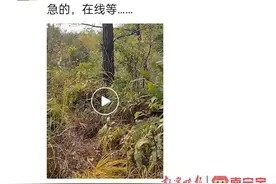 清明踏青祭祖，警惕虫蚁叮咬！图片