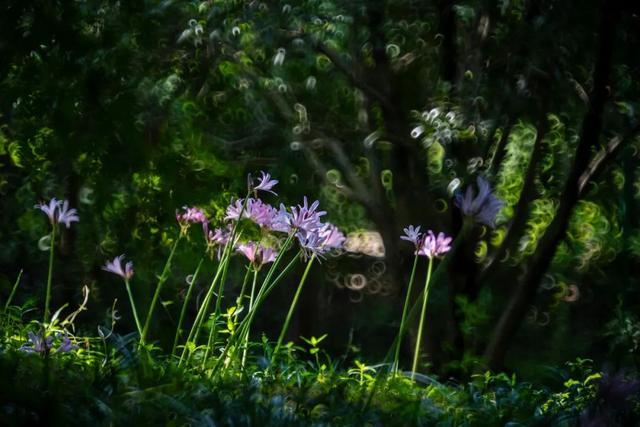 夏末初秋限定！超梦幻的粉紫色花海开了→