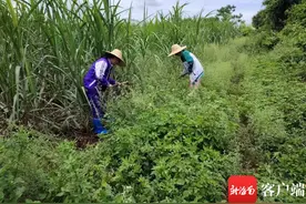 圆梦行动 | 为弟弟妹妹作榜样！勤奋姐姐努力追梦砥砺前行图片