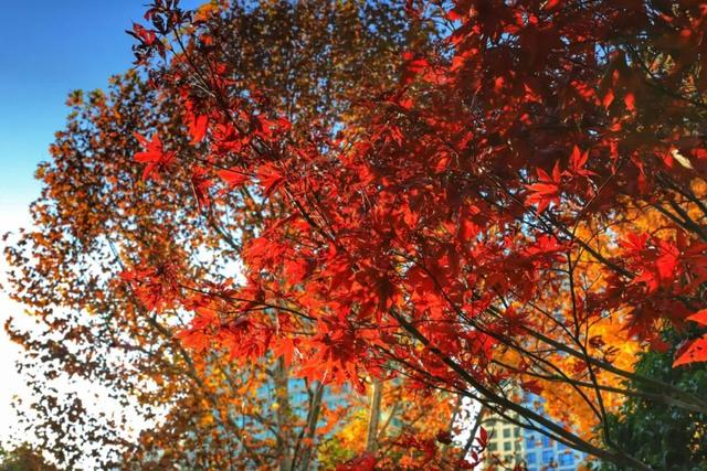 长宁的秋叶，红得醉人……