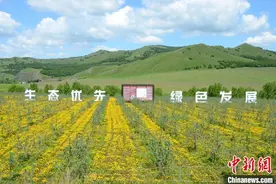 （身边的变化）兴安岭小众水果“破圈”：灌木丛中青豆豆变“金豆豆”图片