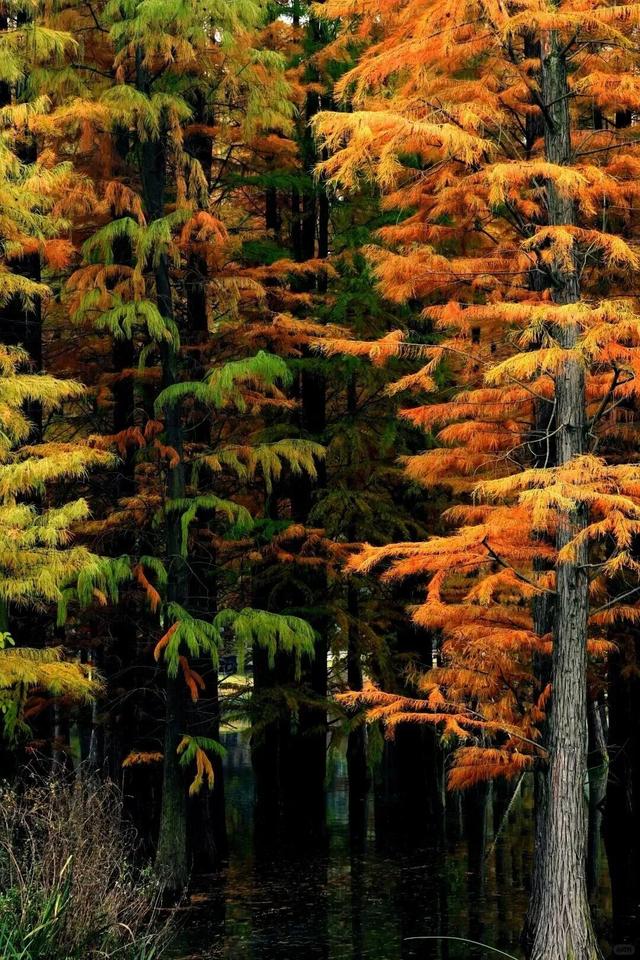 成都限定红！水杉最美季节上线，赶紧打卡