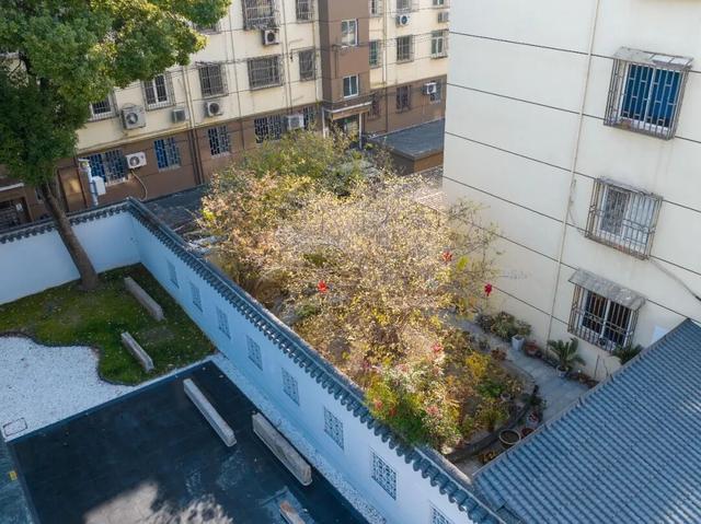 域见上海·域见奉贤｜奉贤170岁古蜡梅迎盛花期，速来打卡！