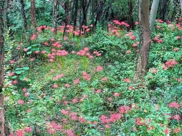 松江秋日限定：一半花海浪漫，一半园林诗意
