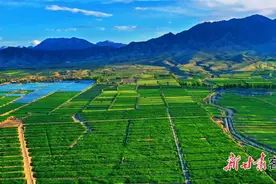 【甘快看】天水花牛苹果意外“抢镜”！甘肃“甘味”凭啥香飘四海？图片