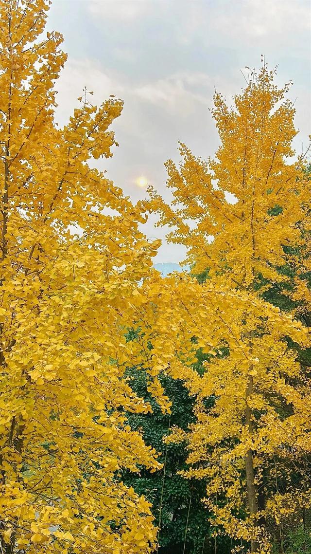 秋日限定“双骄”：从赏到玩转的完整攻略！