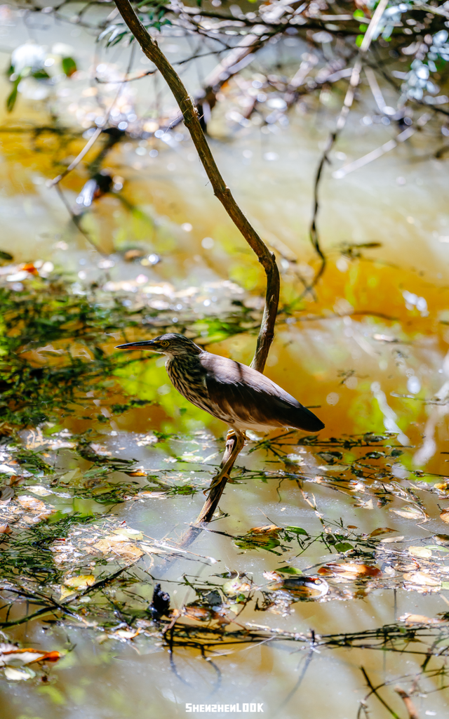 开在公园里的玻璃书房 · 深圳新安静空间