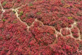 层林尽染漫山红图片