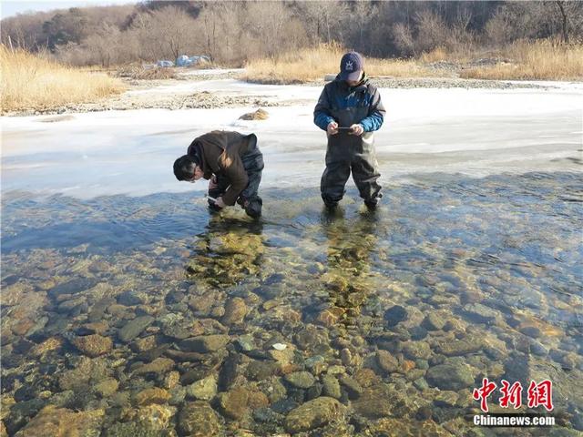 东西问丨张天航：中国如何让“大马哈鱼回家”？