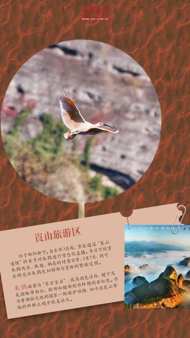 冬游湖南⑤｜观鸟正当时！来湖南邂逅“冬日精灵”