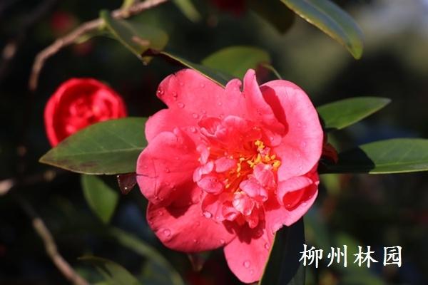 柳州市雀儿山公园四季山茶迎来花期