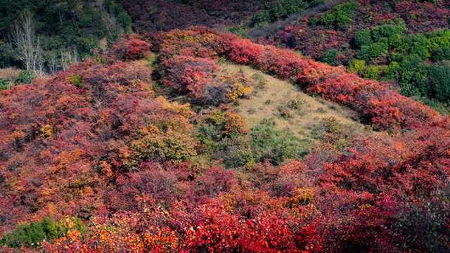 图说遂平：层林尽染红石崖 漫山红叶醉秋风