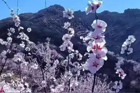 【我是家乡代言人】@曲阳人，春日特邀 与你共赴 “ 花漾 ”时光！图片
