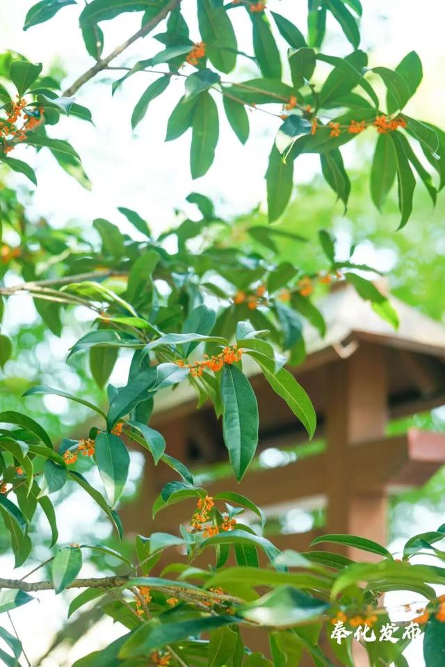 开了开了！奉化的秋天，真࿐香࿐啊࿐