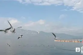 鸥多人少车位多！昆明这两个地方观鸥更有“性价比”图片