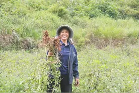 控嘎村：黑花生迎来采收季图片
