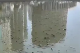 上海苏州河疑因市民放生漂浮大量死鱼，专家：随意放生即杀生图片