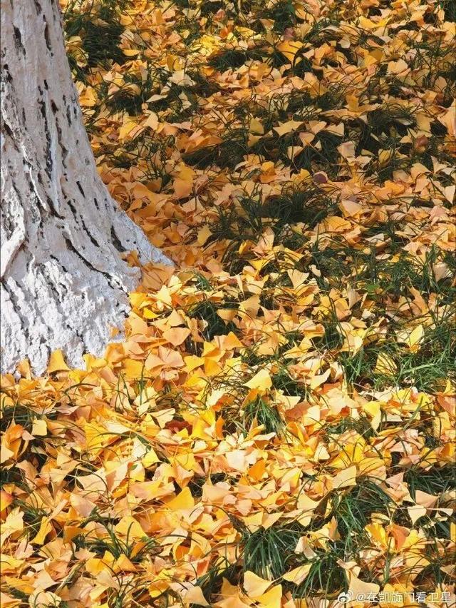 “西红柿炒蛋树”排队？快来秦淮开启“金黄时刻”！