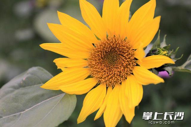 省植物园世界名花广场浪漫花海等你来打卡