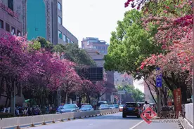来云南一起走花路吧图片