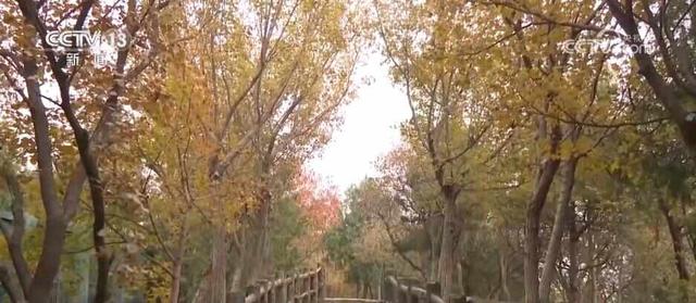 特色赏秋游热潮澎湃 “文旅+”新场景新业态激发“秋日经济”活力