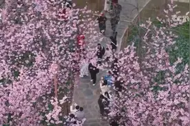 各地掀起赏花热潮 “花经济”在春日中盛开图片
