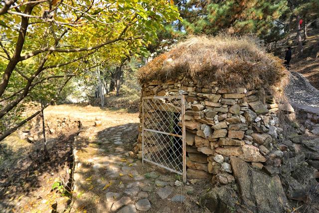 山东泰安山城联动共擎绿色画卷，激活高质量发展新动能