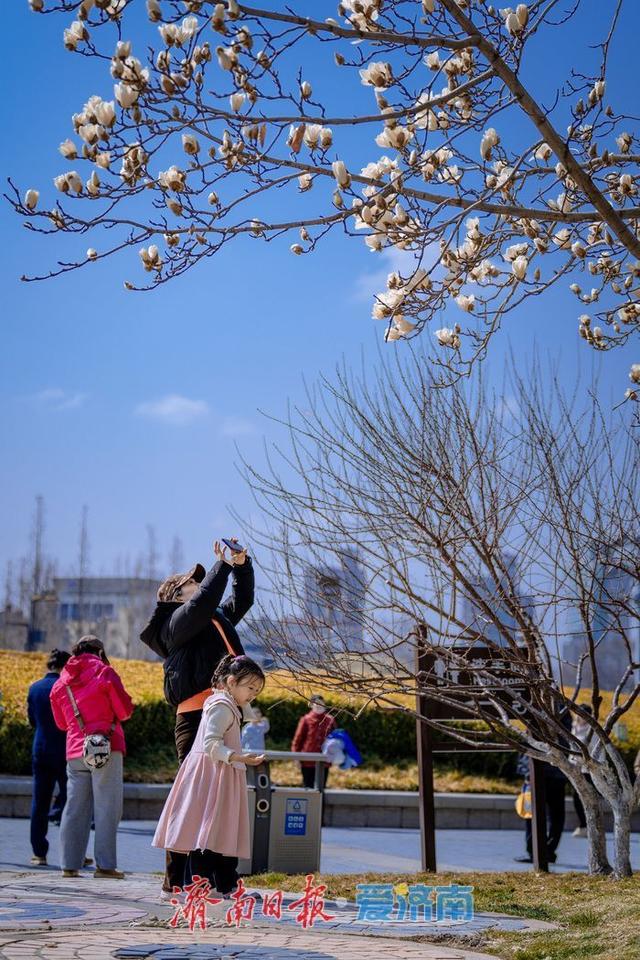 一年四季 泉在济南丨暖阳催花绽！泉城广场玉兰花悄然盛开，邂逅早春浪漫
