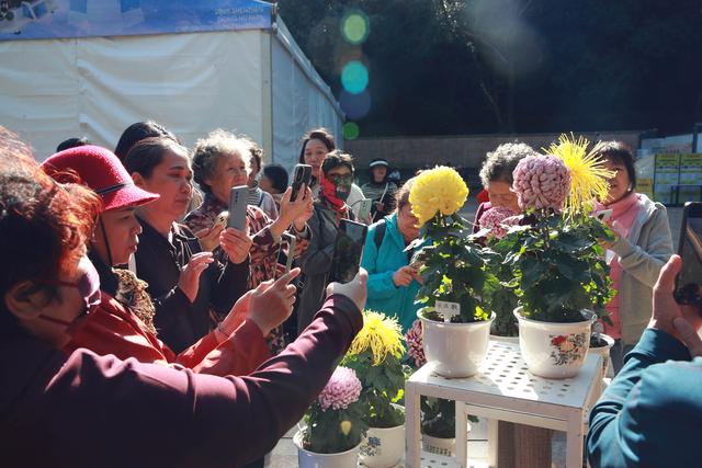 多图直击！第41届深圳东湖公园菊花花会开幕