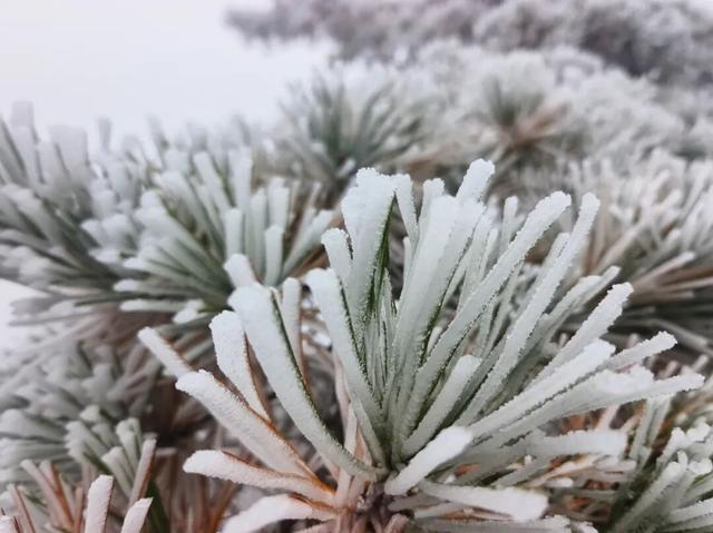 黄山“解锁”冬日限定皮肤！首场雾凇已上线