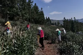【春村行】糯寨有茶，名为“七仝”图片
