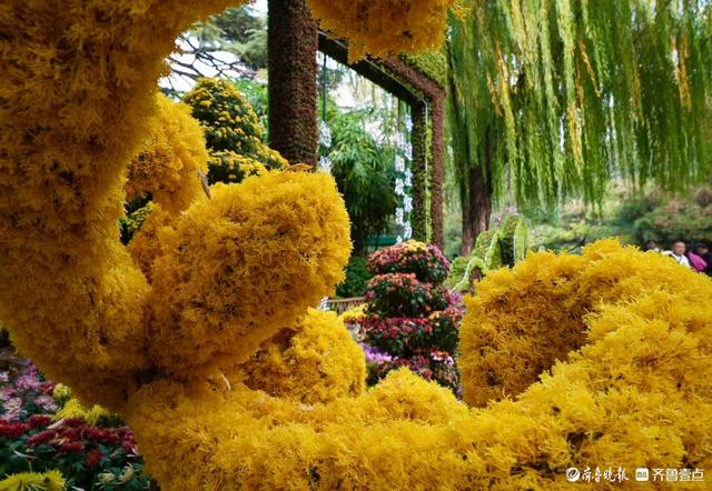 初冬暖意融融，快来趵突泉看菊花展