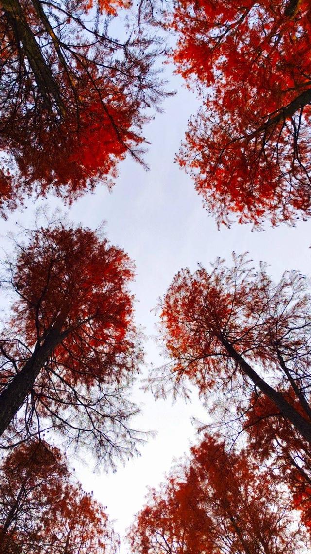 江苏溧水：东屏湖藏生态秘境 松杉林成打卡新地标