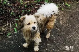 动静文学丨欧阳黔森：《敲狗》（节选）图片
