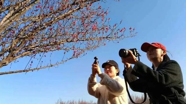 快出门！今年梅花开好啦，就是这么早！