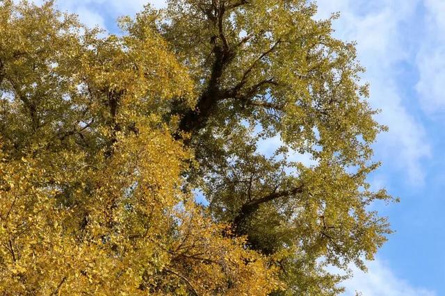 美爆了！余杭银杏打卡地出炉